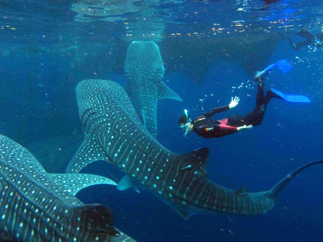 Whale Shark season has begun!