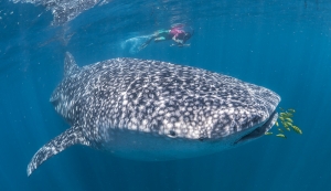 whaleshark