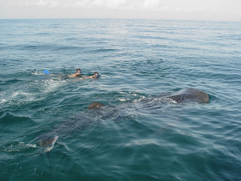 tiburon ballena