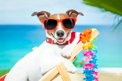 How to make sure your pet has a good time on vacation too